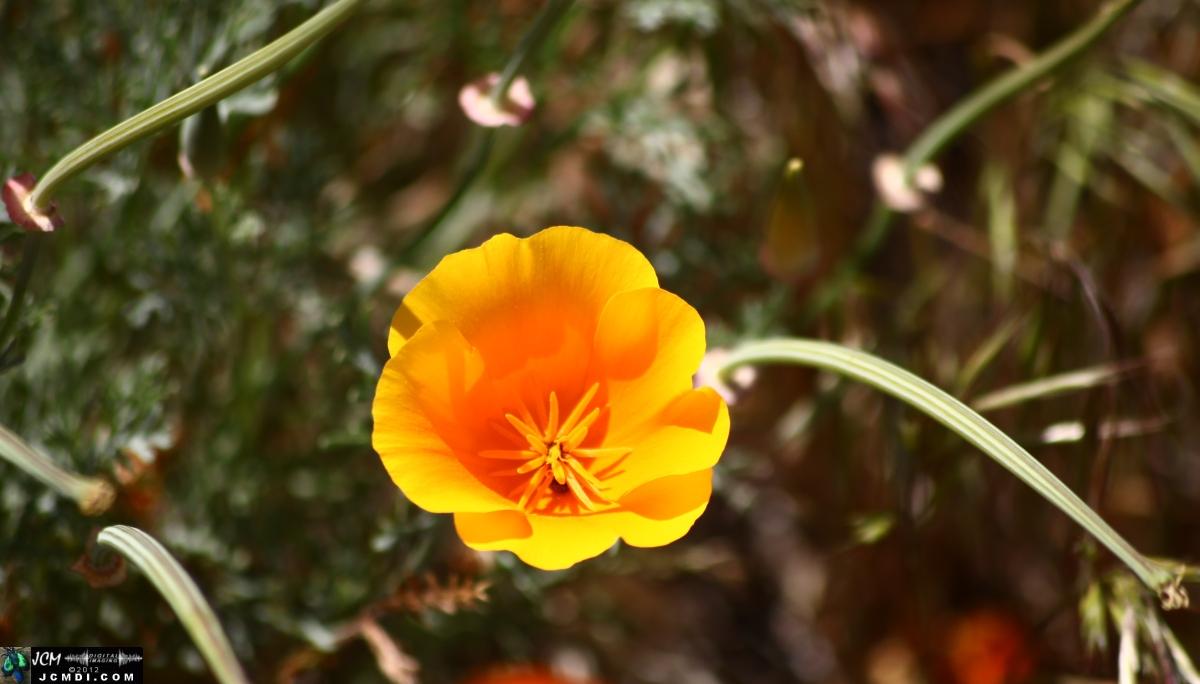 California Poppy Reserve in the Antelope Valley, CA, Spring 2012